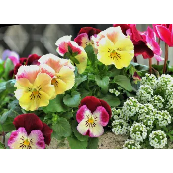 Pansy-Plant (8)-2635559-26704.webp